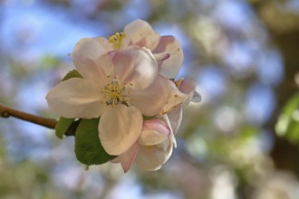 Apple blossoms (Malus), red still closed blossoms and white opened blossom with bokeh in the