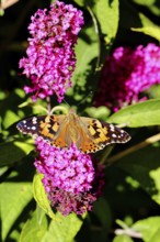 Thistle butterfly (Vanessa cardui) on a Buddleja davidii flower, Wilnsdorf, North Rhine-Westphalia,