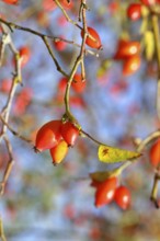 Ripe rosehip fruit of the dog rose (Rosa canina) on a branch, close-up, Wilnsdorf, North