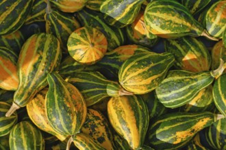 Top view of yellow, orange and green striped ornamental gourds