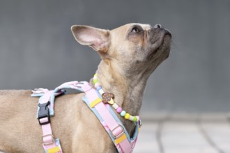 Cute French Bulldog with long healthy nose wearing a y-shaped dog harness and necklace in front of