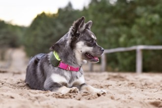 Cute French Bulldog x Siberian Husky dog mix with neon collar