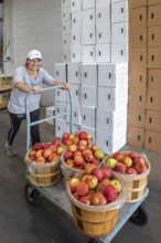 Berrien Springs, Michigan - Fresh apples are sorted and packed at Hildebrand Fruit Farms. Michigan