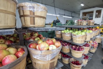 Berrien Springs, Michigan - Fresh apples are sorted and packed at Hildebrand Fruit Farms. Michigan
