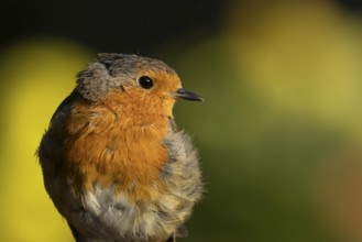European robin (Erithacus rubecula) adult garden bird head portrait, England, United Kingdom