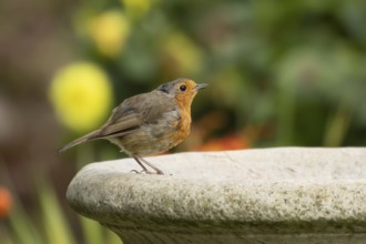 European robin (Erithacus rubecula) adult bird drinking from a garden bird bath, England, United