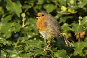 European robin (Erithacus rubecula) adult garden bird singing on an Ivy tree branch, England,