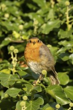 European robin (Erithacus rubecula) adult garden bird on an Ivy tree branch, England, United