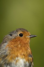 European robin (Erithacus rubecula) adult garden bird head portrait, England, United Kingdom