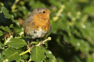 European robin (Erithacus rubecula) adult garden bird on an Ivy tree branch, England, United