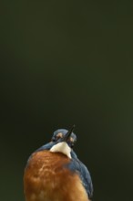 Common kingfisher (Alcedo atthis) adult male bird head portrait, England, United Kingdom