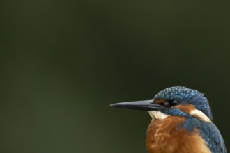 Common kingfisher (Alcedo atthis) adult male bird head portrait, England, United Kingdom
