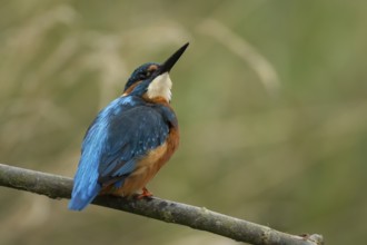 Common kingfisher (Alcedo atthis) adult male bird on a tree branch, England, United Kingdom