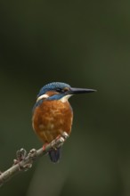 Common kingfisher (Alcedo atthis) adult male bird on a tree branch, England, United Kingdom