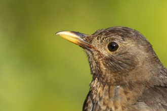 Eurasian blackbird (Turdus merula) adult female bird head portrait, England, United Kingdom