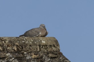 Wood pigeon (Columba palumbus) juvenile baby squab bird resting on an urban house roof, England,