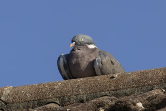 Wood pigeon (Columba palumbus) adult bird resting on an urban house roof, England, United Kingdom