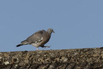Wood pigeon (Columba palumbus) juvenile baby squab bird walking on an urban house roof, England,