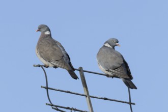 Wood pigeon (Columba palumbus) two adult birds on an urban television aerial, England, United