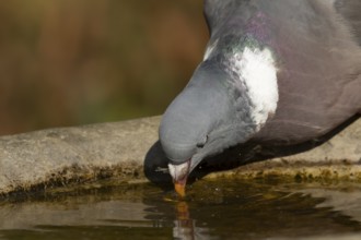 Wood pigeon (Columba palumbus) adult bird drinking from a garden bird bath, England, United Kingdom