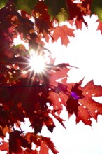 Autumn sun shining through the leaves of a maple tree, October, Germany