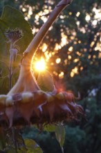 Autumn sun shining through the leaves of sunflowers, October, Germany