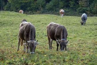 Cattle, cows in a meadow, eating grass, Stillachtal, Oberstdorf, Oberallgäu, Allgäu, Bavaria,