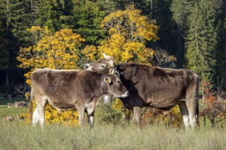 Cattle, 2 cows with cowbells, nestling heads together, autumn coloured trees behind, Stillachtal,