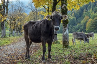 Cattle, cow with cowbell standing on hiking trail between autumn coloured trees, Stillachtal,
