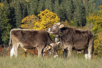 Cattle, 2 cows with cowbells, autumn coloured trees behind, Stillachtal, Oberstdorf, Oberallgäu,