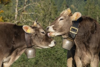 Cattle, 2 cows with cowbells, cow licking another cow on the head, Stillachtal, Oberstdorf,