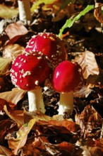 Fairytale toadstools in the forest, autumn, Germany