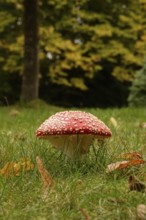 Fairytale toadstool, autumn, Germany