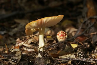 Fairytale toadstool, autumn, Germany
