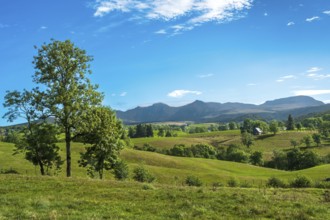 A lone tree stands in a wide green field with mountain views against a bright blue sky, Massif of