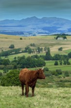 Cow race salers graze peacefully in Auvergne Volcanoes Regional Park, showcasing the serene beauty