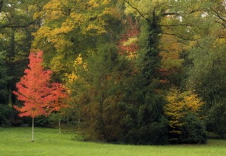 Mixed forest, maple tree, autumn colours, autumn leaves, autumn, forest cemetery, Stuttgart,