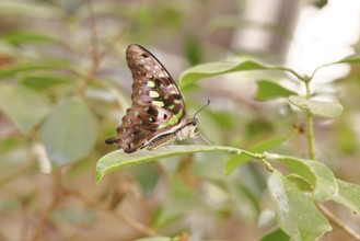 Malachite butterfly (Siproeta stelenes biplagiata), captive, occurrence in Costa Rica, Central