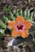 Hibiscus (Hibiscus), close-up of a red flower, houseplant, Wilnsdorf, North Rhine-Westphalia,
