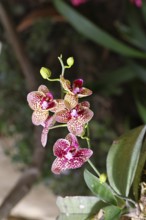 Large red Phaleonopsis orchid, flowers, houseplant, Wilnsdorf, North Rhine-Westphalia, Germany