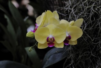 Large yellow Phaleonopsis orchid, flowers, houseplant, Wilnsdorf, North Rhine-Westphalia, Germany