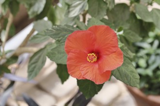 Hibiscus (Hibiscus), close-up of a red flower, houseplant, Wilnsdorf, North Rhine-Westphalia,