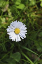 Daisy (Bellis perennis), flower on a lawn in a garden, close-up, Wilnsdorf, North Rhine-Westphalia,