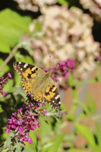 Thistle butterfly (Vanessa cardui) on a Buddleja davidii flower, Wilnsdorf, North Rhine-Westphalia,