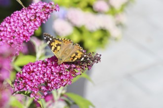 Thistle butterfly (Vanessa cardui) on a Buddleja davidii flower, Wilnsdorf, North Rhine-Westphalia,