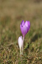 Autumn crocus (Colchicum autumnale), half-opened flowers in a meadow, endangered, protected