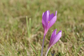 Autumn crocus (Colchicum autumnale), half-opened flowers in a meadow, endangered, protected