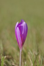 Autumn crocus (Colchicum autumnale), autumn crocus (Colchica) closed flowers in a meadow,