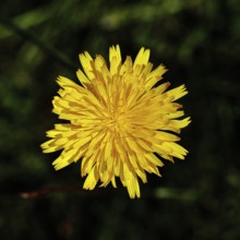 Hieracium lachenalii (Picris hieracioides), hawkweed bittercress, yellow flower on a rough meadow,