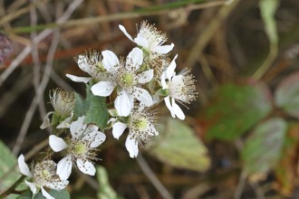 Blackberries (Rubus sectio Rubus), blossom on the bush, close-up, Wilnsdorf, North